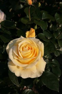 AVEC AMOUR (hybrid tea)